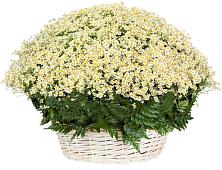 Цветочная композиция из Ромашки в корзине #REPLACE_PRED# Меленках